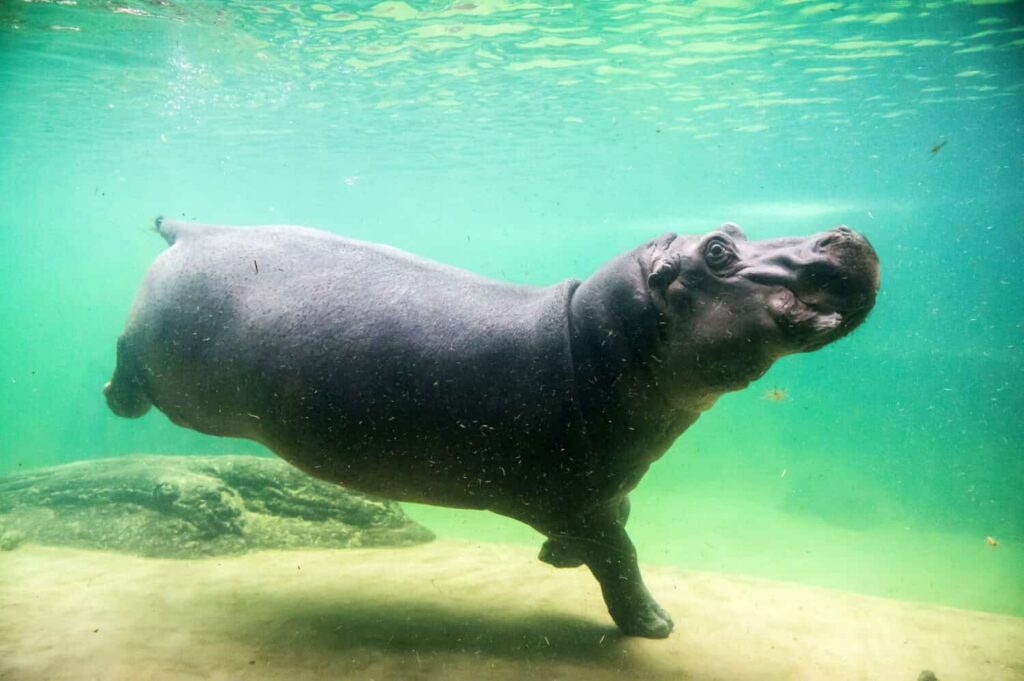 How Do Hippos Breathe Underwater? (Real Answer)