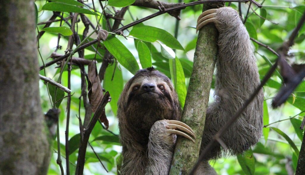 How Do Sloths Protect Themselves