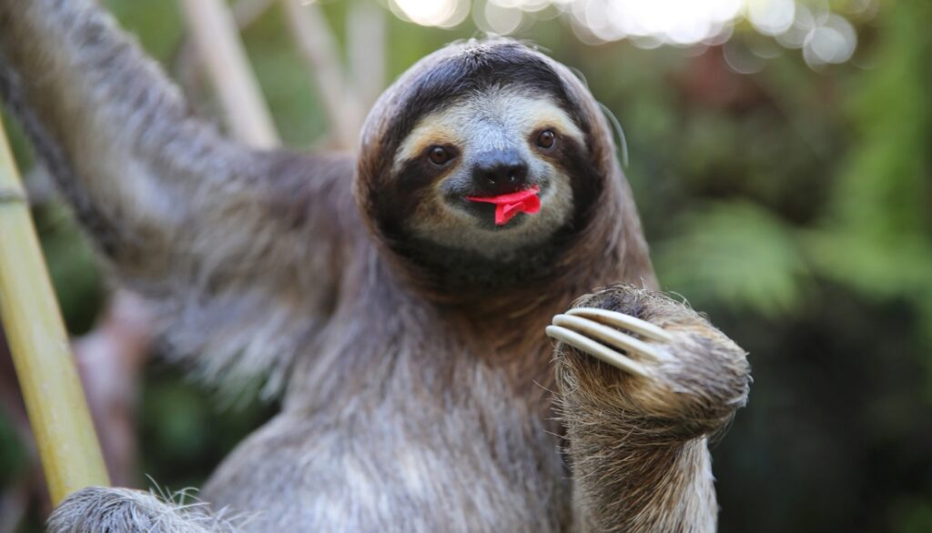 How Do Sloths Protect Themselves (Explained)