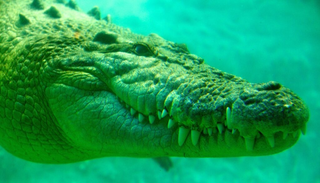 Do crocodiles experience any pain? (Fully explained)