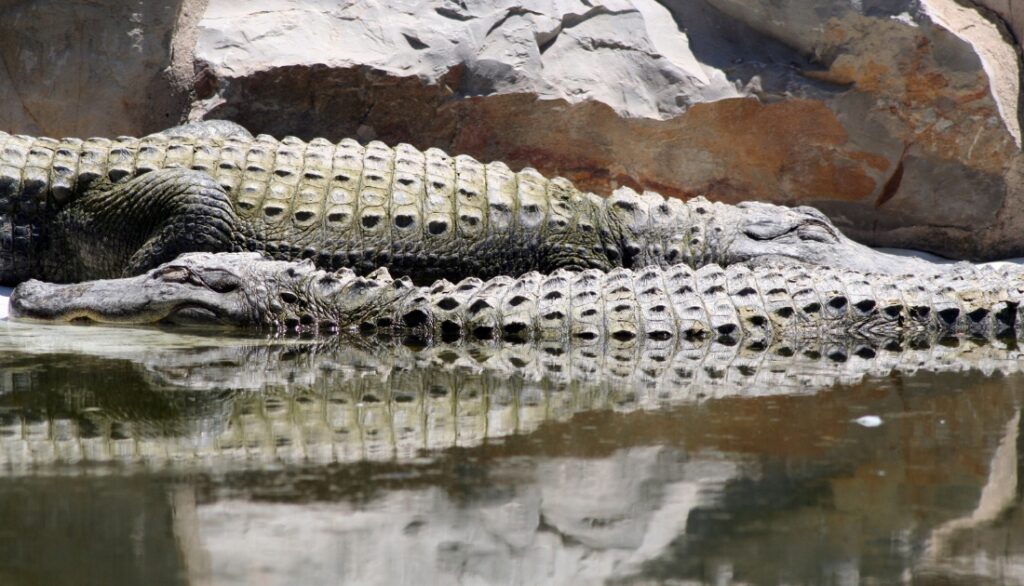 Do crocodiles experience any pain? (Fully explained)