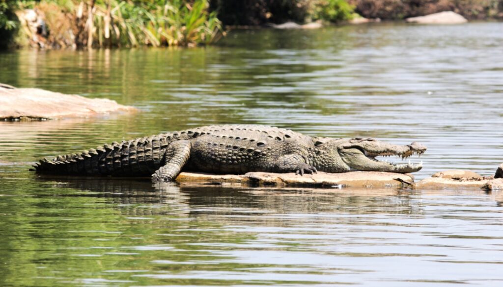 Can Crocodiles Truly Be Domesticated? (Explained Answer)