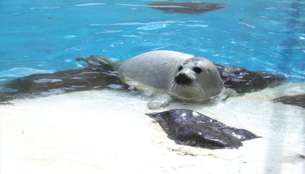 Seals breathing mechanism underwater
