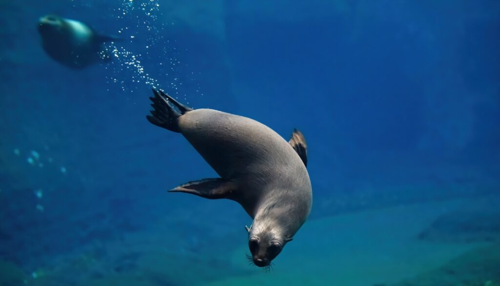 Seals breathing mechanism underwater