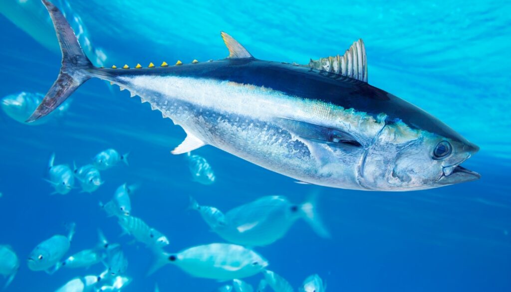 15 Amazing Fish varieties like To Tilapia