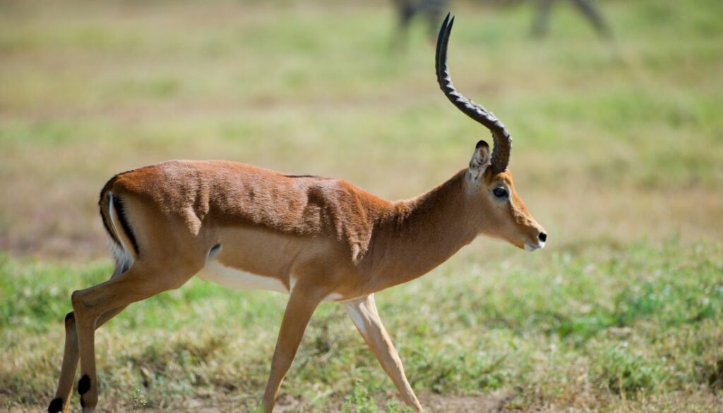 10 types of animals like Gazelles