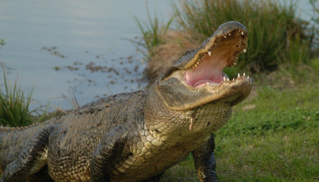 Alligators tongue and taste buds Fact