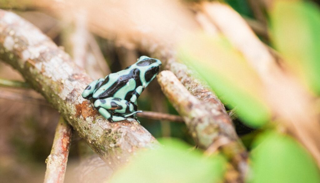 8 Different types of Poisonous Frogs in America