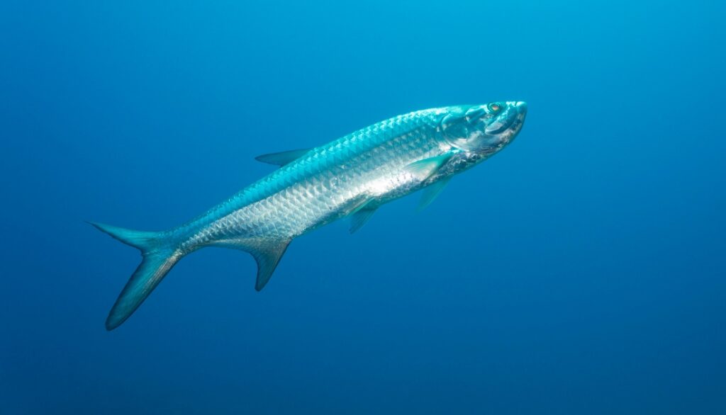 10 fish varieties like to herring 