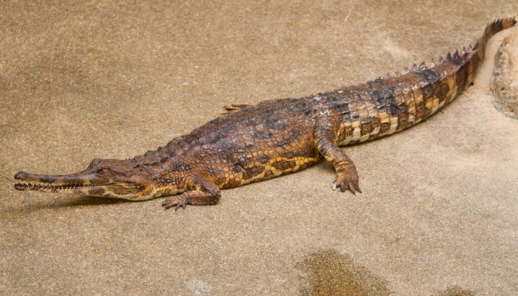 7 Animals like to Alligators