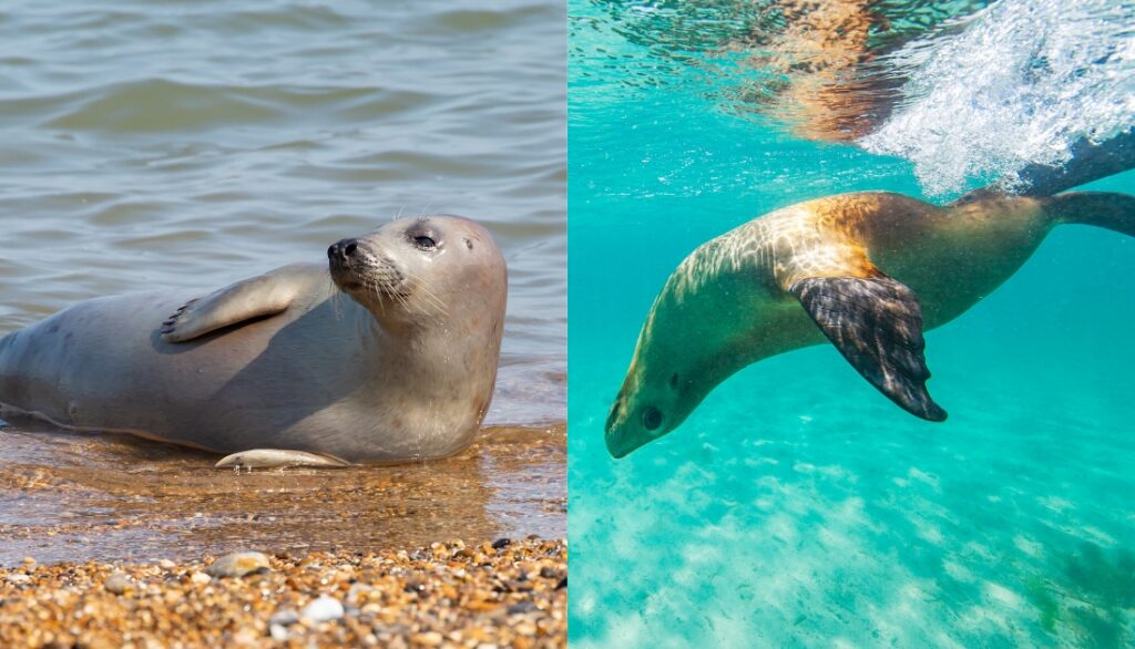 Seals and sea lions comparison