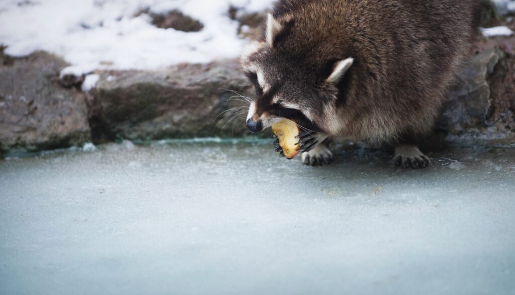 Do Raccoons eat Apple? ( Discover the Reason)