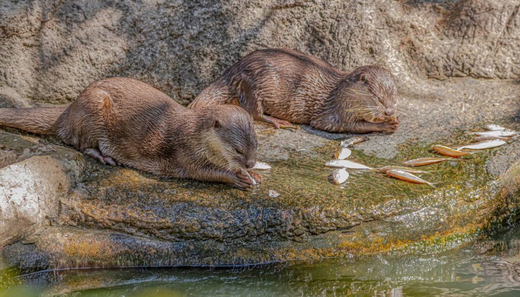Do Otters consume Fish? (Unveiling Their Feeding Habits!)