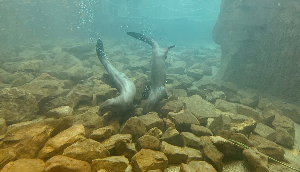 How do otters swim and breathe underwater?