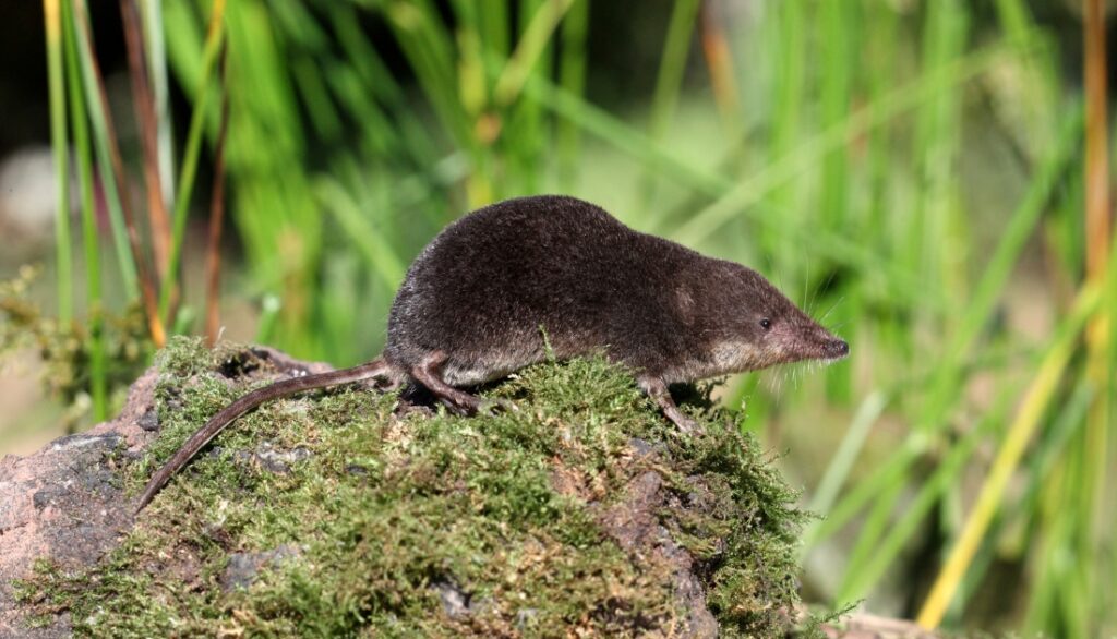 The 12 type Animals similar to Moles