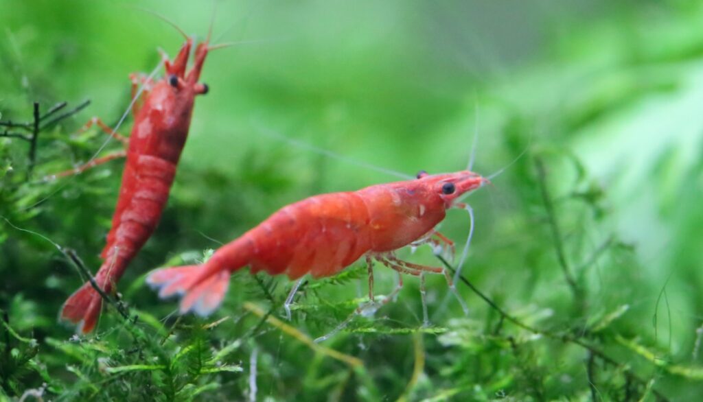 5 fish similar to crayfish
