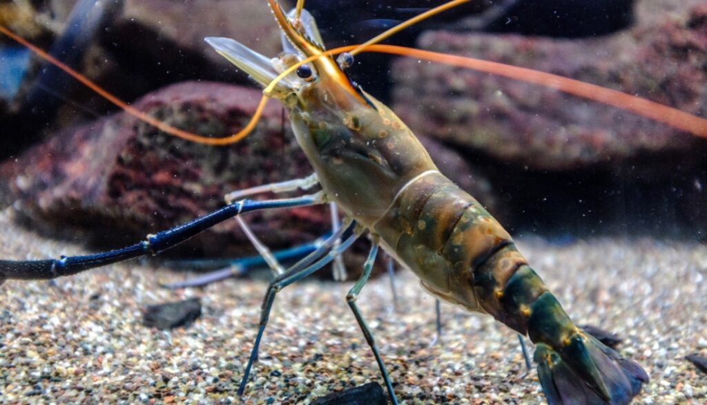 5 fish similar to crayfish
