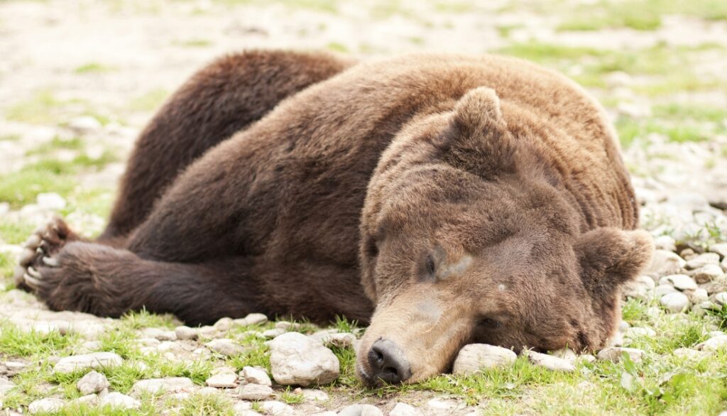 How do bears hibernate?