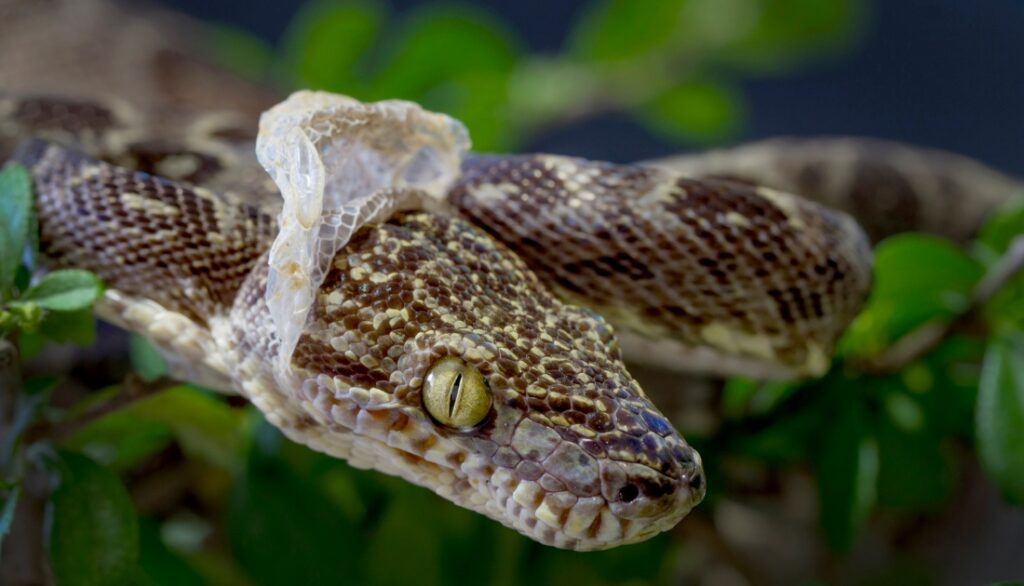 How do snakes shed their skin?