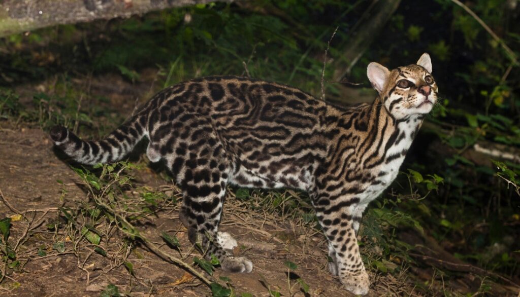 8 animals similar to Cheetah's