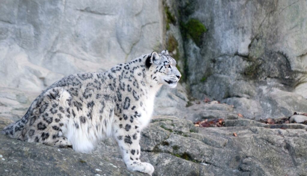 8 animals similar to Cheetah's