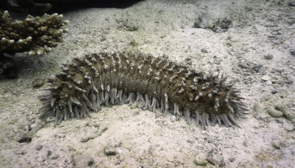 Deep-sea sea cucumbers, belonging to the class Holothuroidea,