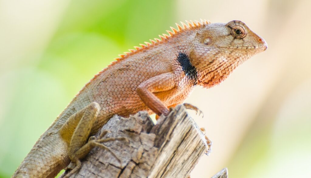 How do animals like chameleons change their skin color?