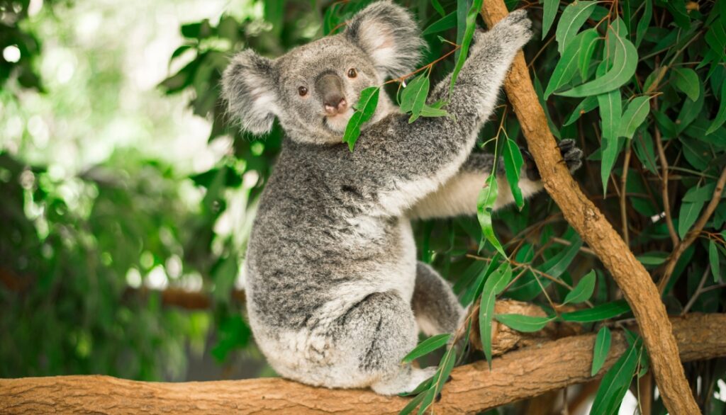 What do koalas eat?