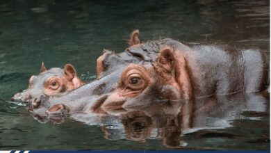How Do Hippos Breathe Underwater? (Real Answer)