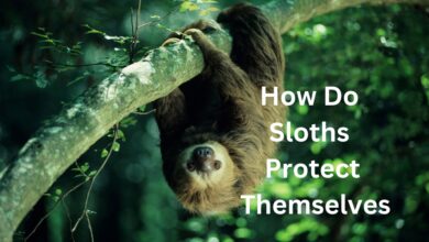 How Do Sloths Protect Themselves