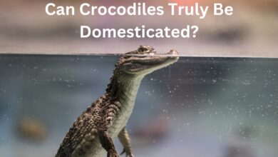 Can Crocodiles Truly Be Domesticated? (Explained Answer)