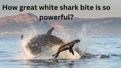 How great white shark bite is so powerful?