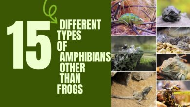 15 different types of amphibians other than Frogs