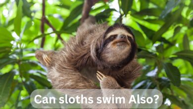 Can sloths swim Also? (Surprising fact)