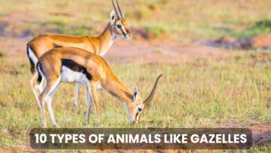 10 types of animals like Gazelles