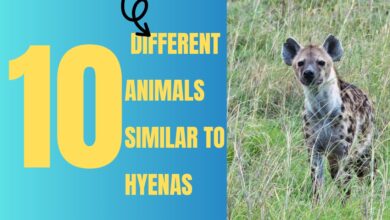 10 different animals similar to hyenas