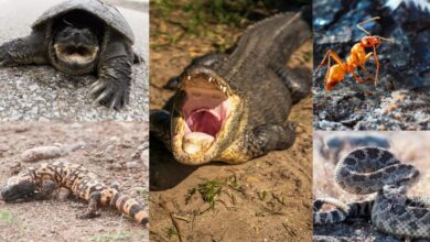 7 most dangerous  reptile in Texas