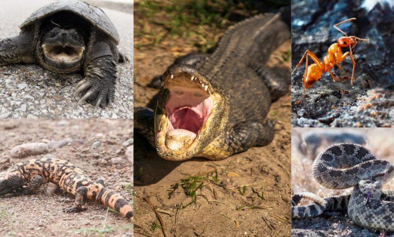 7 most dangerous  reptile in Texas