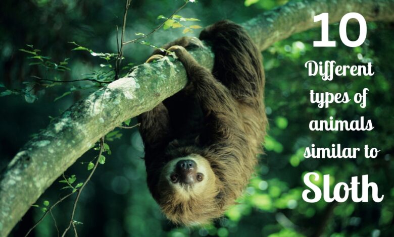 10 Different types of animals similar to sloth
