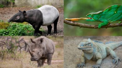 The 8 different animals similar to Rhino
