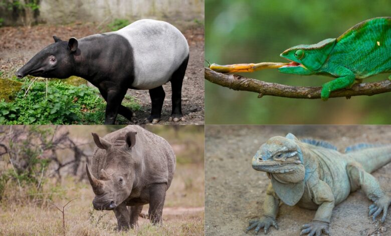 The 8 different animals similar to Rhino