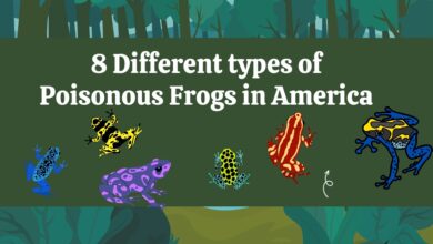 8 Different types of Poisonous Frogs in America