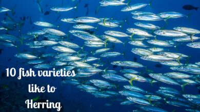 10 fish varieties like to herring 
