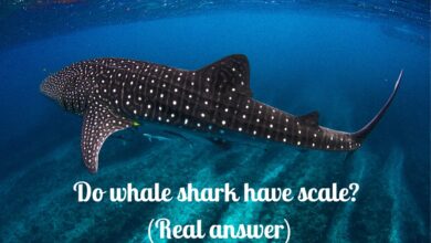 Do whale shark have scale?