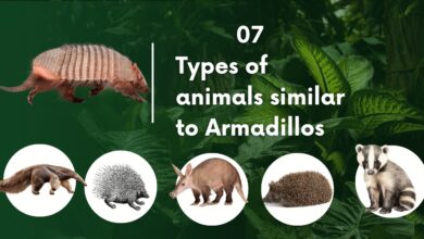 7 types of animals similar to Armadillos