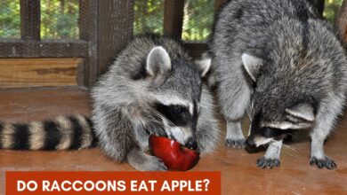 Do Raccoons eat Apple? ( Discover the Reason)