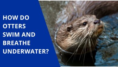 How do otters swim and breathe underwater?