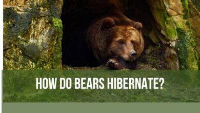 How do bears hibernate?