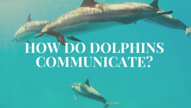 How do dolphins communicate?
