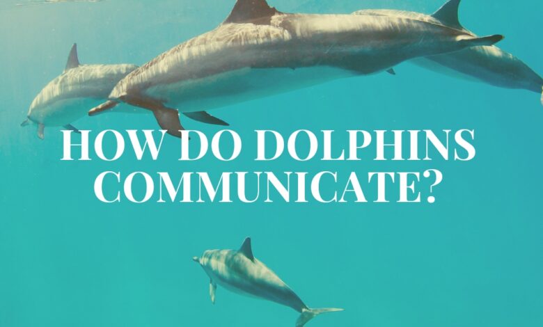 How do dolphins communicate?